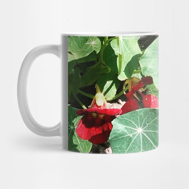 Nasturtium Empress of India by Hajarsdeco